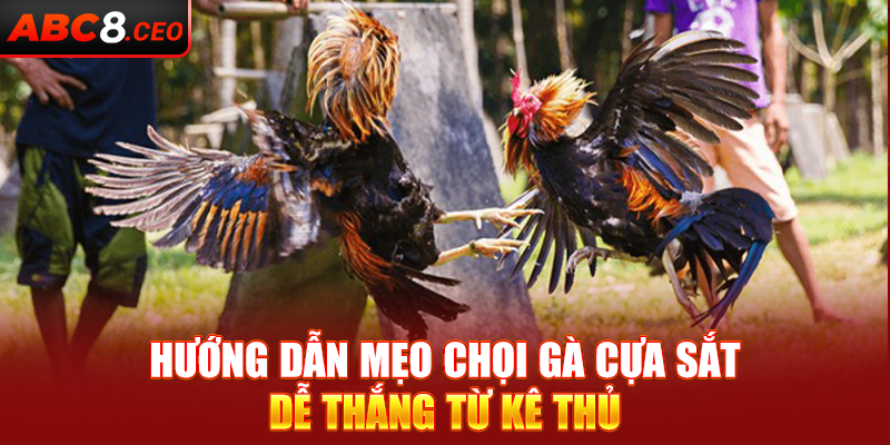 Hướng dẫn mẹo chọi gà cựa sắt dễ thắng từ kê thủ