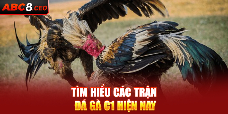 Tìm hiểu các trận đá gà C1 hiện nay